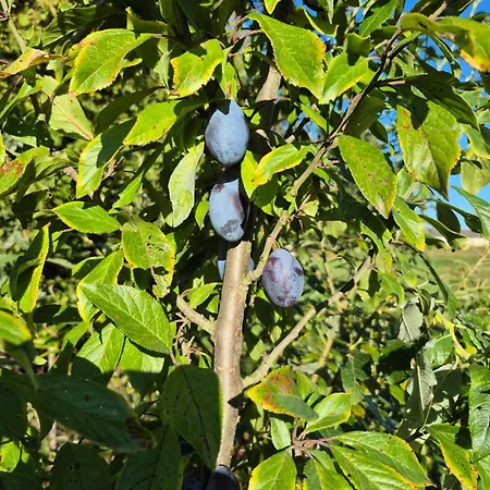 בית אירוח Statek U Veseli Nad Luznici Zisov