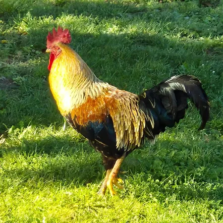 בית אירוח Statek U Veseli Nad Luznici