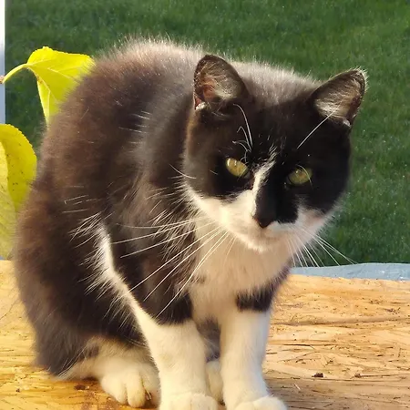 Statek U Veseli Nad Luznici * Zisov