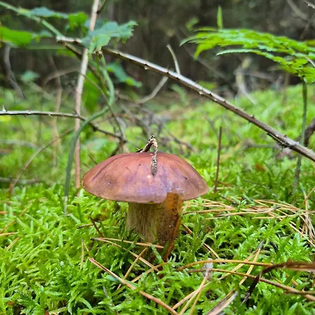 בית אירוח Statek U Veseli Nad Luznici *