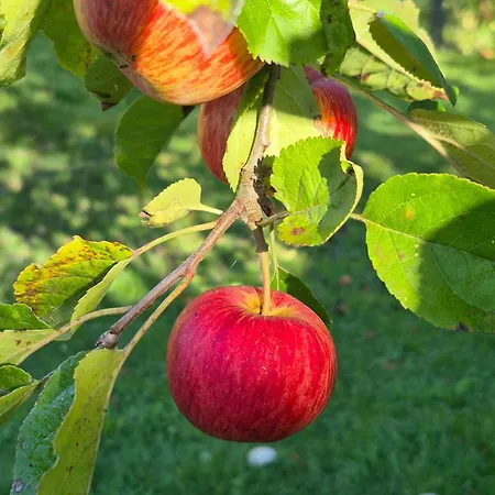 Statek U Veseli Nad Luznici בית אירוח Zisov